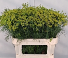Anethum Graveolens 80cm