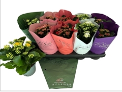 Kalanchoe Double Mix 12Ø 25cm