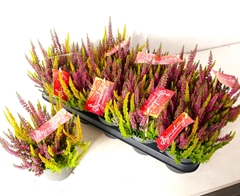 Calluna Vulgaris Mix 12Ø 25cm