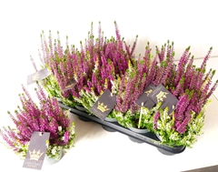 Calluna Beauty Ladies Colour Crown Mix 12Ø 30cm