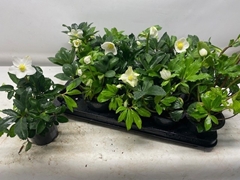 Helleborus Happy Day 12Ø 26cm