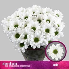 Chrysanth Spray Chic 70cm 95gr.