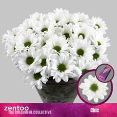 Chrysanth Spray Chic 70cm 90gr.
