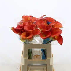 Zantedeschia Merengue 55cm