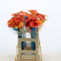 Zantedeschia Merengue 60cm
