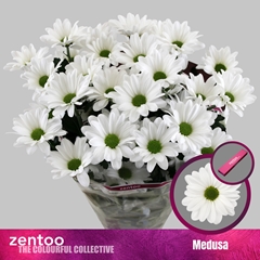 Chrysanth Spray Medusa 70cm 80gr.