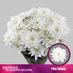 Chrysanth Spray Pina Colada 70cm 110gr.