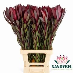 Leucadendron Safari Sunset 80cm