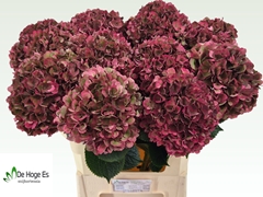 Hydrangea Pink Ruby Classic 80cm 21-23cm Hd