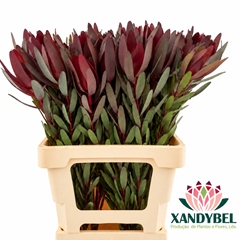 Leucadendron Safari Sunset 60cm