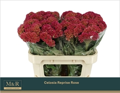 Celosia Reprise Rose 72cm