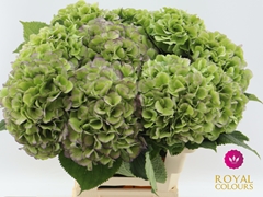 Hydrangea Verena Blue Classic 60cm 20-22cm Hd