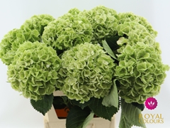 Hydrangea Royal Princess 60cm 16-18cm Hd