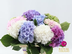 Hydrangea Mix 60cm 18-20cm Hd
