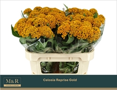 Celosia Reprise Gold 72cm