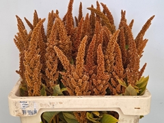 Amaranthus Cruentus Hot Biscuits 60cm