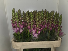 Antirrhinum Potomac Lavender 80cm