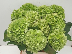 Hydrangea Verena Classic 80cm 21-23cm Hd