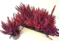 Calluna Beauty Ladies Wild Berry Wonder Mix In Pot 13Ø 30cm