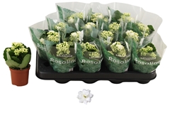 Kalanchoe Double Rosalina Don Dione 7Ø 15cm