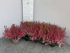 Calluna Garden Girls Mix 11Ø 26cm