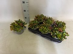 Gaultheria Ciao Bella White 12Ø 20cm