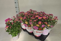 Chrysanth Zumba Pink & White '25 15Ø 38cm