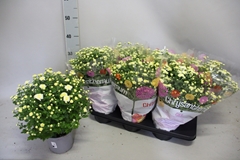 Chrysanthemum Garden Mums Mix 15Ø 35cm