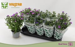 Aster Starletta Mix 12Ø 30cm