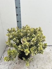 Hebe Andersonii Variegata 26Ø 50cm