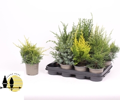 Conifers Mix 11Ø 30cm