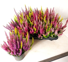 Calluna Beauty Ladies Milca Mix In Pot 13Ø 30cm