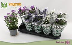 Aster Starletta Mix 12Ø 25cm