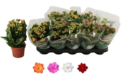 Kalanchoe Double Rosaline Mix 12Ø 27cm