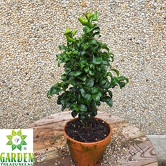 Ligustrum Rotundifolium 15Ø 40cm