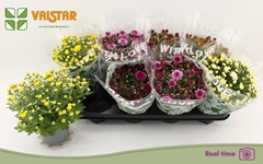Chrysanth Mix 5 Colours 12Ø 25cm