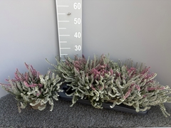 Calluna Garden Girls Lönneby Mix 13Ø 25cm