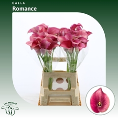 Zantedeschia Captain Romance 65cm