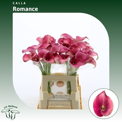 Zantedeschia Captain Romance 60cm