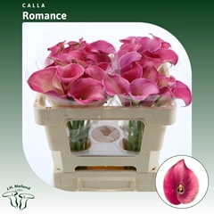 Zantedeschia Captain Romance 50cm