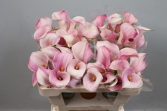 Zantedeschia Blushing Lady 50cm