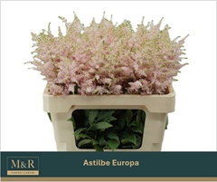 Astilbe Europa 55cm