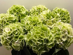 Hydrangea White Verena Classic 80cm 24-26cm Hd