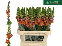 Antirrhinum Potomac Dark Orange 80cm