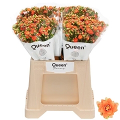 Kalanchoe Brilliant Orange Meadow 40cm