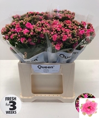 Kalanchoe Sweet Pink Meadow 40cm