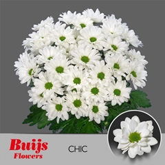Chrysanth Spray Chic 70cm 70gr.
