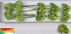 Anthurium Midori 15cm Hd