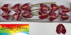 Anthurium Galaxy 13cm Hd