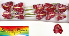 Anthurium Galaxy 15cm Hd